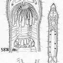 Image of Stenostomum rosulatum Marcus 1945
