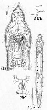 Image of Stenostomum rosulatum Marcus 1945