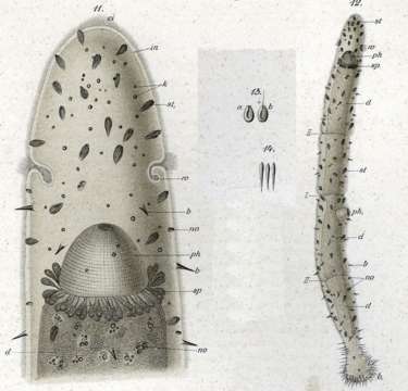 Image of Stenostomum sieboldi Graff 1878