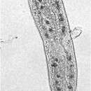 Image of Stenostomum sphagnetorum Papi ex Luther 1960