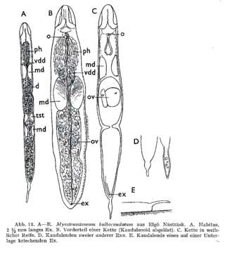 Image of Myostenostomum