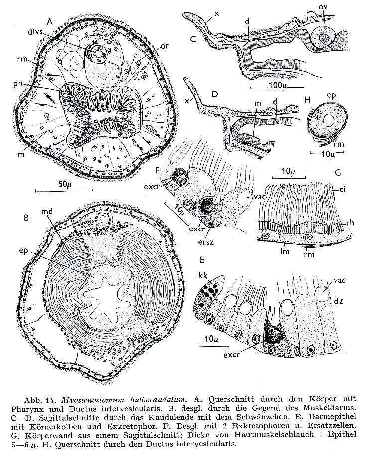 Image of Myostenostomum