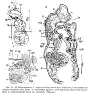 Image of Myostenostomum