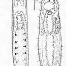 Image of Rhynchoscolex evelinae Marcus 1945