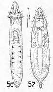 Rhynchoscolex evelinae Marcus 1945的圖片