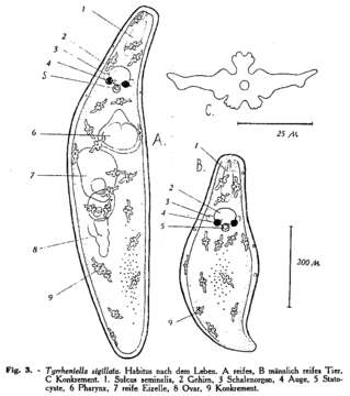 Tyrrheniellidae resmi