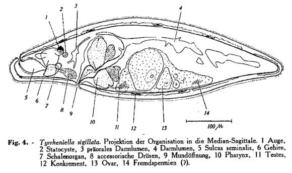 Image of Tyrrheniellidae