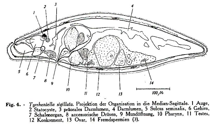 Image of Tyrrheniellidae