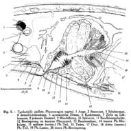 Image of Tyrrheniellidae