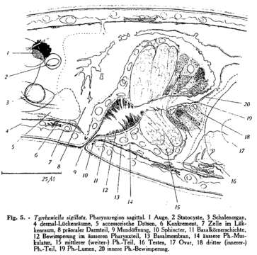 Image de Tyrrheniellidae