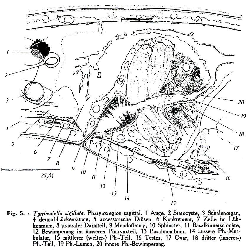 Image of Tyrrheniellidae