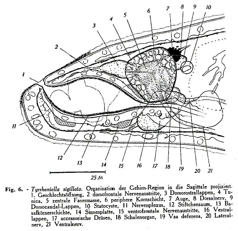 Image of Tyrrheniellidae