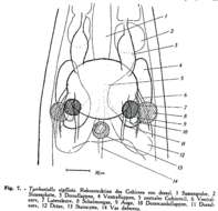 Image of Tyrrheniellidae