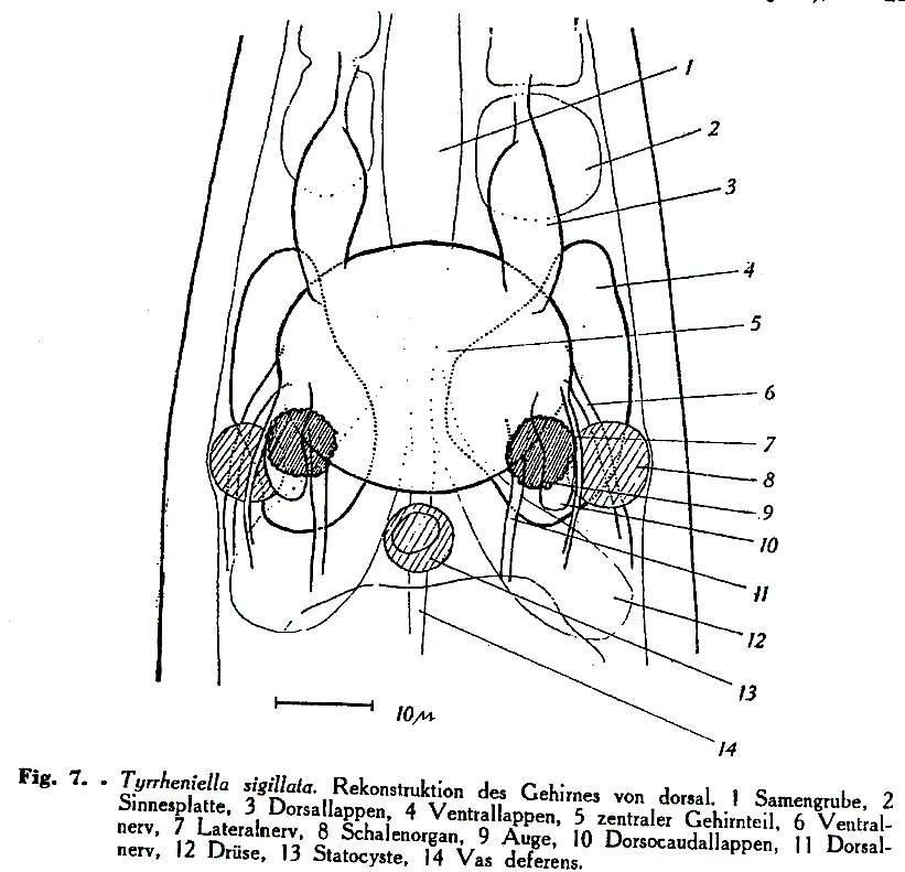 Image of Tyrrheniellidae