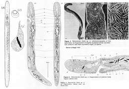 Plancia ëd Retronectidae