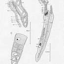 Image of Retronectes atypica Doe & Rieger 1977