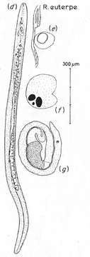 Plancia ëd Retronectes euterpe Sterrer & Rieger 1974