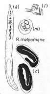 Image of Retronectes melpomene Sterrer & Rieger 1974