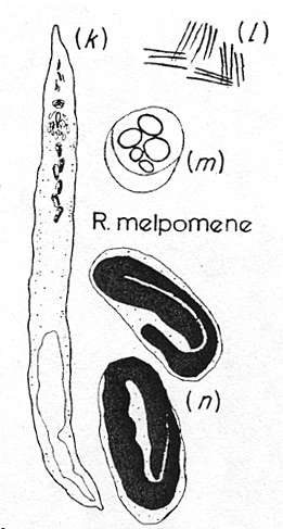 Plancia ëd Retronectes melpomene Sterrer & Rieger 1974