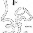 Plancia ëd Paracatenula urania Sterrer & Rieger 1974