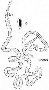 Image of Paracatenula