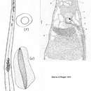 Image of Paracatenula erato Sterrer & Rieger 1974