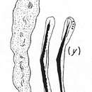 Image of Paracatenula polyhymnia Sterrer & Rieger 1974