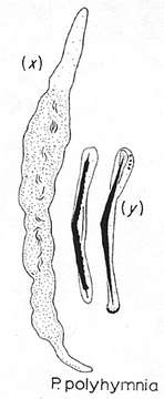 Plancia ëd Paracatenula polyhymnia Sterrer & Rieger 1974