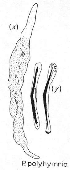 Image of Paracatenula polyhymnia Sterrer & Rieger 1974