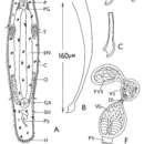 Image of Macrostomum amaniense Young 1976