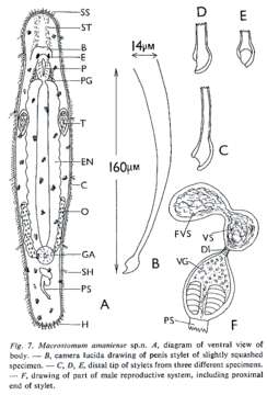 Image of Macrostomum amaniense Young 1976