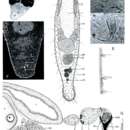 Image of Macrostomum astericis Schmidt & Sopott-Ehlers 1976