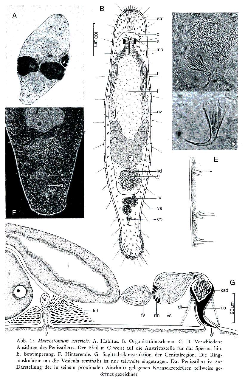 Image of Macrostomum astericis Schmidt & Sopott-Ehlers 1976