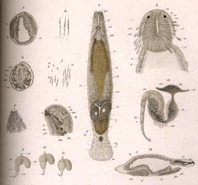 Sivun Macrostomum appendiculatum Fabricius 1826 kuva