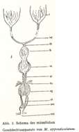 Image of Macrostomum appendiculatum Fabricius 1826