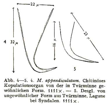 Sivun Macrostomum appendiculatum Fabricius 1826 kuva