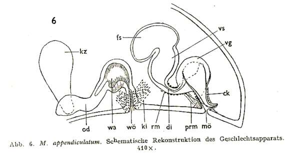 Image of Macrostomum appendiculatum Fabricius 1826