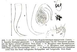 Image of Macrostomida