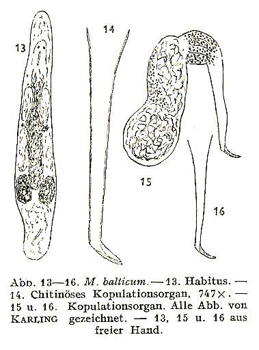 Image of Macrostomum balticum Luther 1947