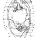 Image of Macrostomum cairoense Beltagi 1972