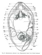 Image of Macrostomum cairoense Beltagi 1972