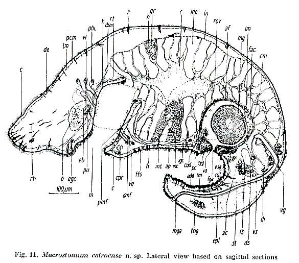 Image of Macrostomum cairoense Beltagi 1972