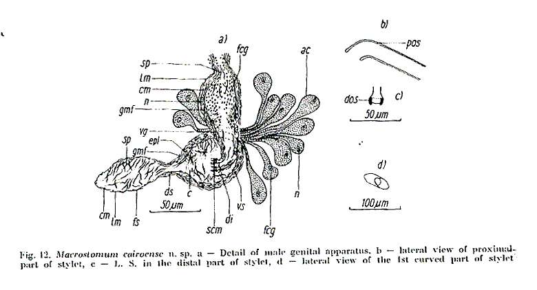 Image of Macrostomum cairoense Beltagi 1972