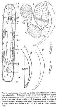 Image of Macrostomum coxi Young 1976