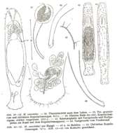 Image of Macrostomum curvituba Luther 1947