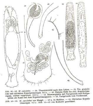 Image of Macrostomum curvituba Luther 1947