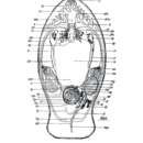 Macrostomum dorsiforum Beltagi 1972的圖片