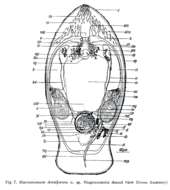 Image of Macrostomum dorsiforum Beltagi 1972