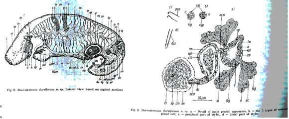 Image of Macrostomum dorsiforum Beltagi 1972