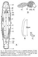 Image of Macrostomum georgeense Young 1976